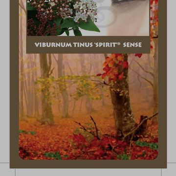 Viburnum tinus SPIRIT