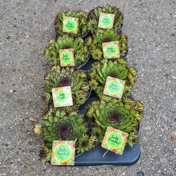 Sempervivum TOETIE FROETIES MOJITO GREEN