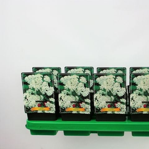 Achillea millefolium 'White Beauty' — Plant Wholesale FlorAccess