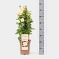 Rosa MADAME ANISETTE