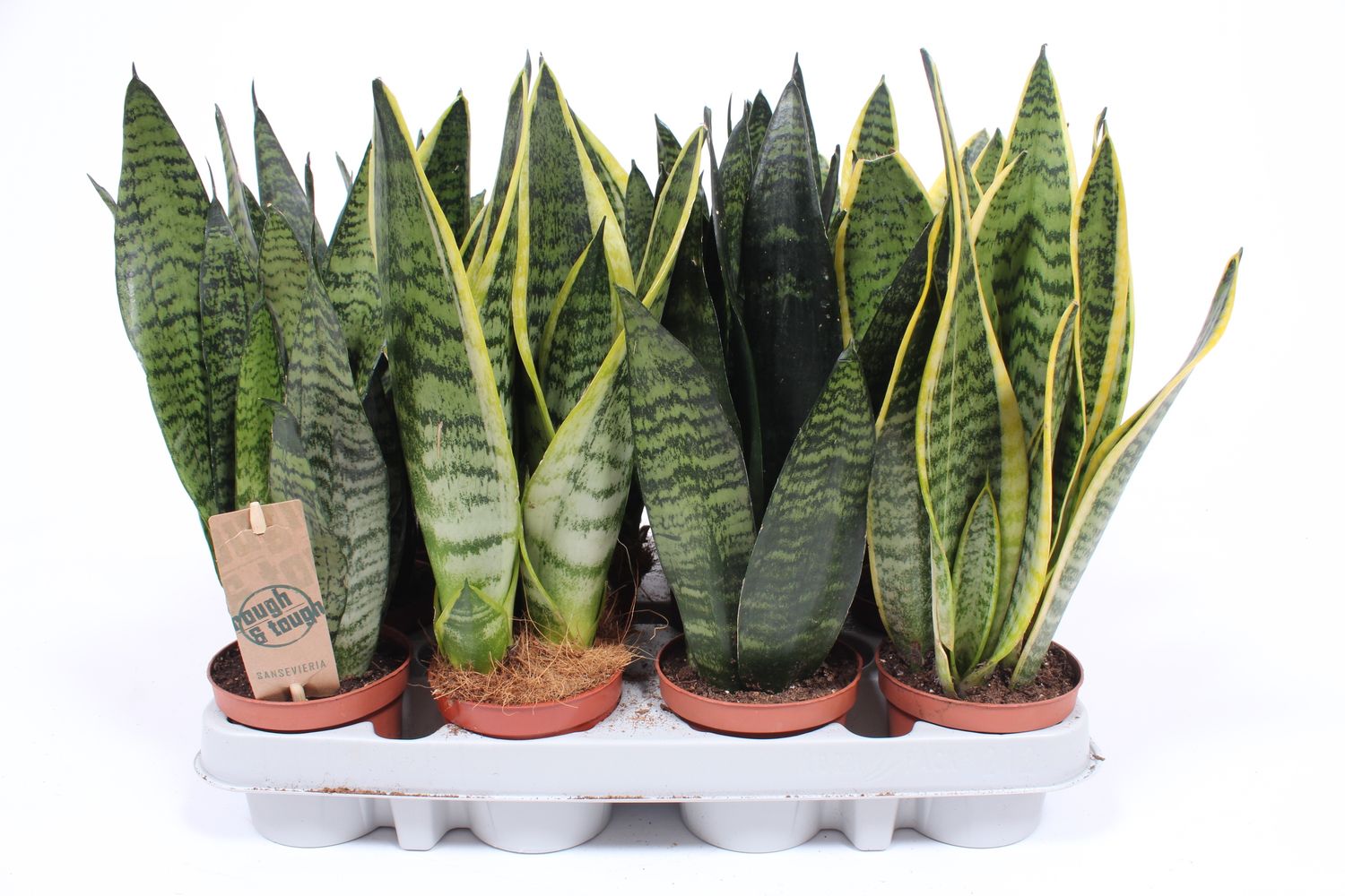 Sansevieria MIX — Plant Wholesale FlorAccess