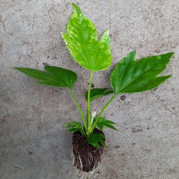 Fatsia japonica 'Spider's Web'