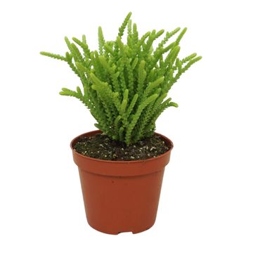 Crassula muscosa
