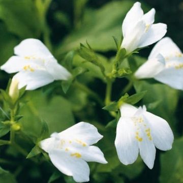 Mazus reptans 'Albus'