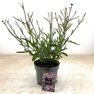 Verbena bonariensis 'Лоллипоп'