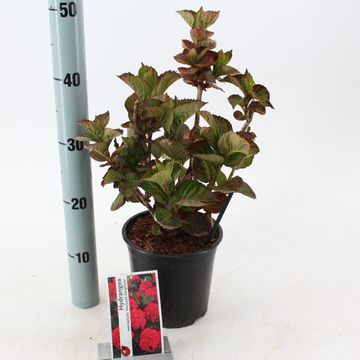 Hydrangea macrophylla 'Merveille Sanguinea'