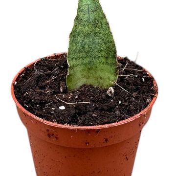 Sansevieria 'Snowflake'