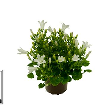 Campanula portenschlagiana 'White Get Mee'