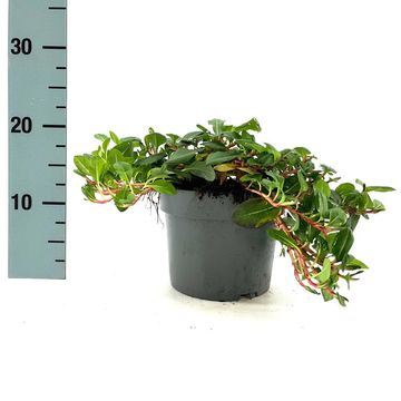 Persicaria affinis 'Darjeeling Red'