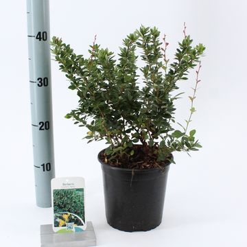 Berberis buxifolia 'Nana'