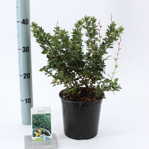 Berberis buxifolia 'Nana'