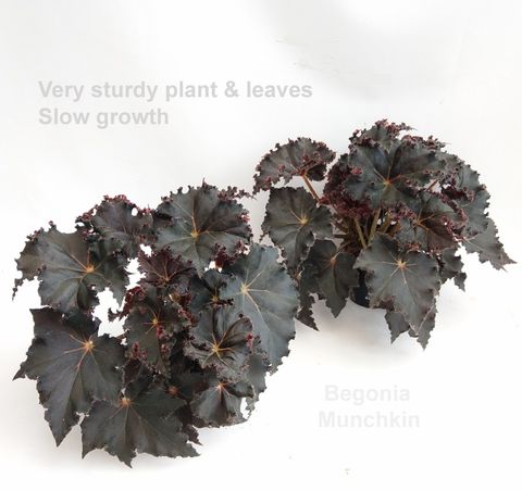 Begonia 'Munchkin'