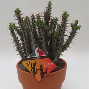 Euphorbia aeruginosa