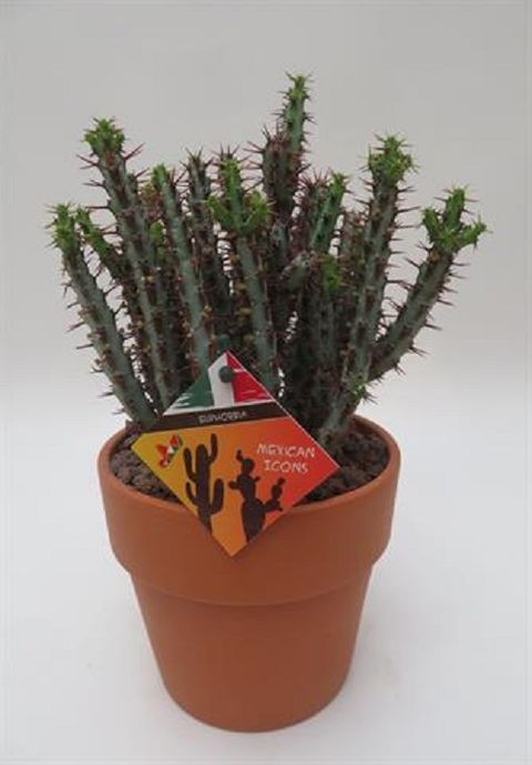 Euphorbia aeruginosa