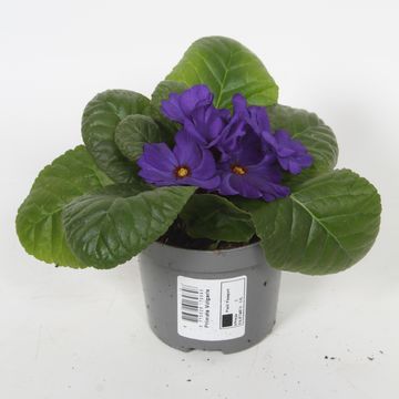 Primula 'Obsidian Deep Blue'