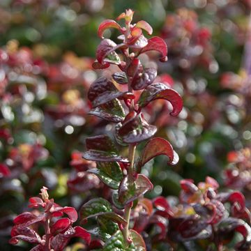 Leucothoe axillaris TWISTING RED