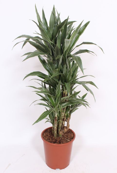 Dracaena fragrans 'Warneckei'