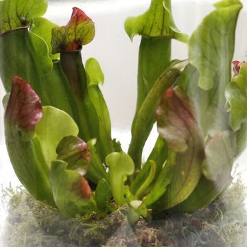 Fleischfressende Pflanzen MIX