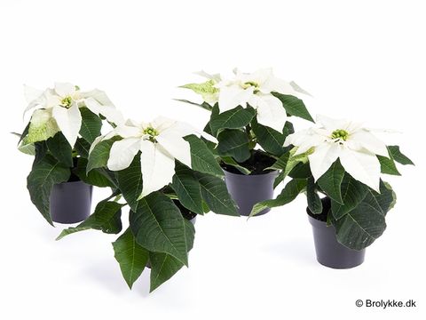 Euphorbia pulcherrima PRINCETTIA PURE WHITE