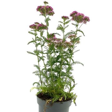 Achillea millefolium 'Apfelblüte'