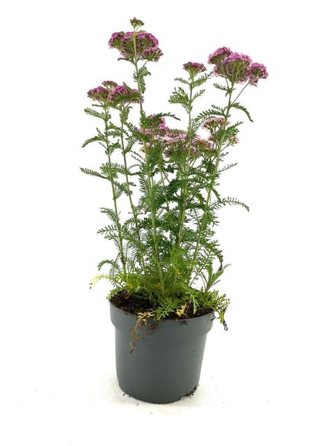 Achillea millefolium 'Apfelblüte'