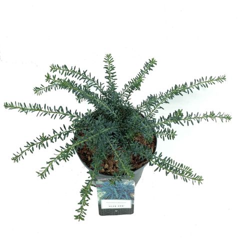 Podocarpus lawrencei 'Blue Gem'