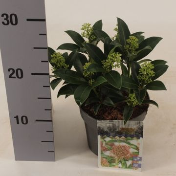 Skimmia japonica 'Marlot'