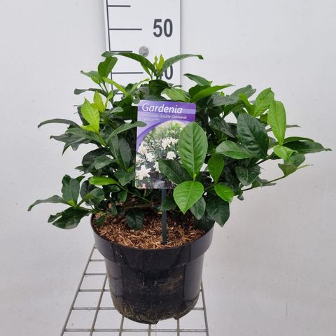 Gardenia jasminoides DOUBLE DIAMONDS