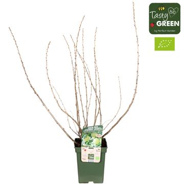 Ribes uva-crispa EASYCRISP MR. GREEN
