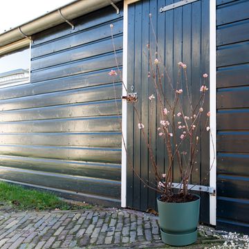 Viburnum x bodnantense 'Charles Lamont'