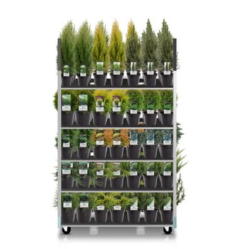 Conifers MIX Conifers MIX