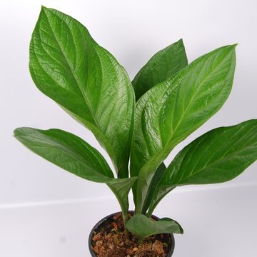 Anthurium BOTANICAL KING LOVELY GREEN