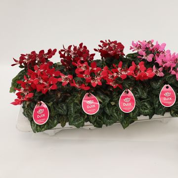 Cyclamen persicum SUPER SERIE DJIX MIX