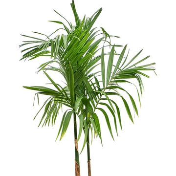 Areca catechu
