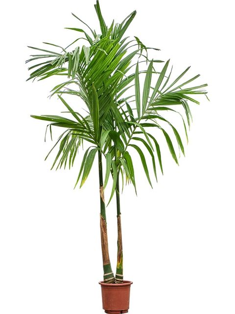 Areca catechu