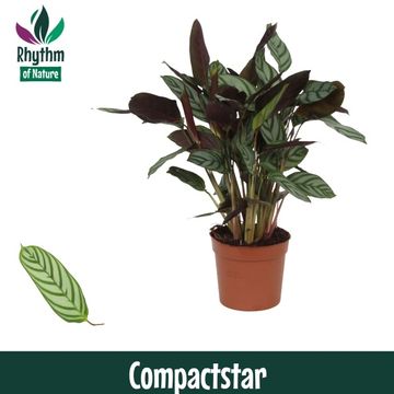 Ctenanthe setosa 'Compactstar'