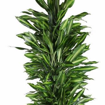 Dracaena fragrans CINTHO