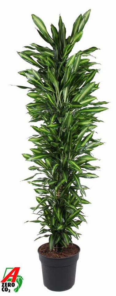 Dracaena fragrans CINTHO