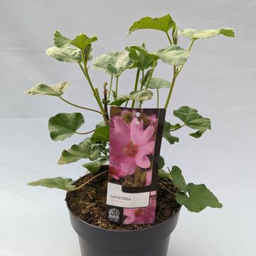 Lavatera 'Rosea'