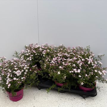 Boronia anemonifolia 'Pink Star'