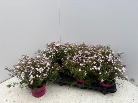 Boronia anemonifolia 'Pink Star'