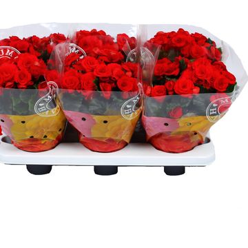 Begonia BALADIN