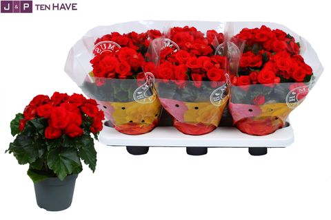 Begonia BALADIN