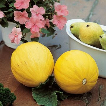 Cucumis melo 'Tucan'