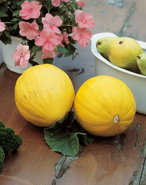 Cucumis melo 'Tucan'