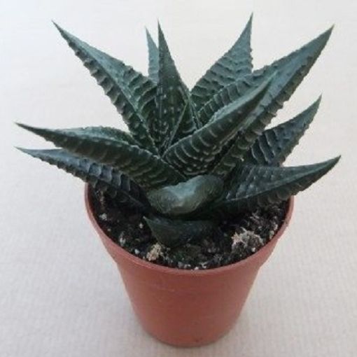 Haworthia limifolia (T5,5 cm H8 - 10 cm) – Plantes En Gros FlorAccess