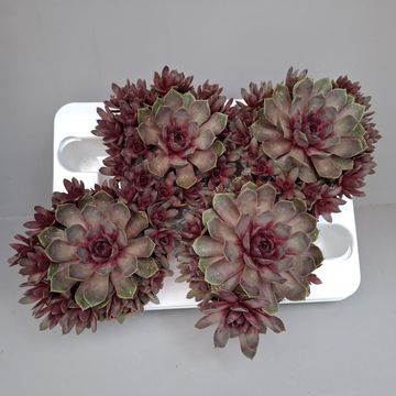Sempervivum CHICK CHARMS GIANTS STEEL APPEAL