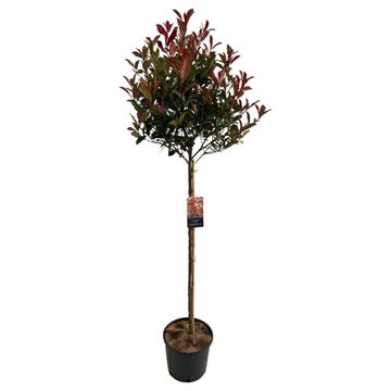 Photinia x fraseri CARRÉ ROUGE