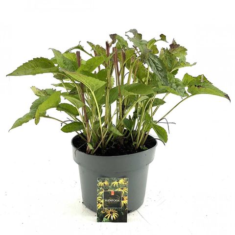 Rudbeckia fulgida 'Goldsturm'