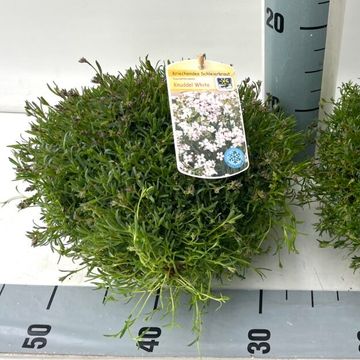 Gypsophila 'Knuddel'